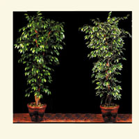 Foto de Ficus artificial